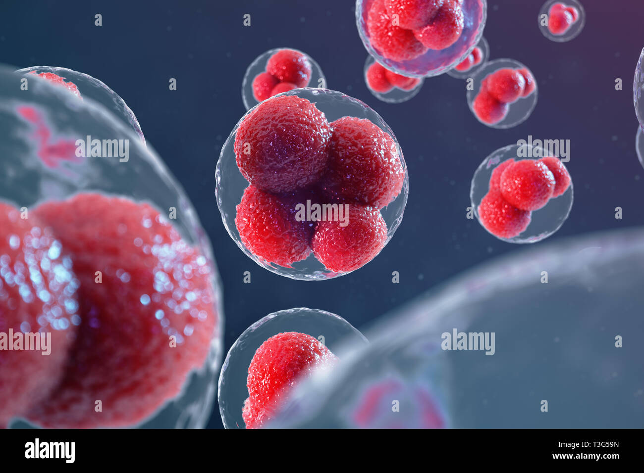 3D illustrazione cellule uovo embrione. Embrione le cellule con nuclei rosso in centro. Umano o animale cellule uovo. Medicina concetto scientifico. Sviluppo livin Foto Stock