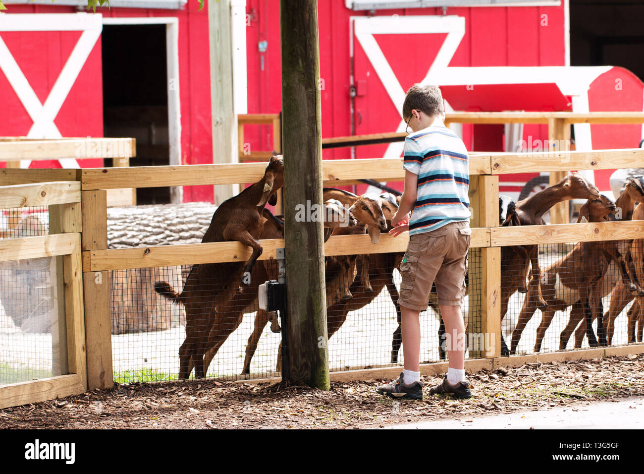 Un ragazzo dodicenne capre di alimentazione a uno zoo di animali domestici in South Bend, Indiana, Stati Uniti d'America. Foto Stock