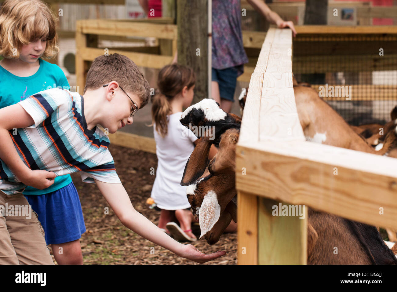 Un ragazzo dodicenne capre di alimentazione a uno zoo di animali domestici in South Bend, Indiana, Stati Uniti d'America. Foto Stock