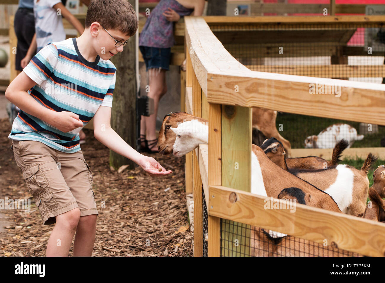 Un ragazzo dodicenne capre di alimentazione a uno zoo di animali domestici in South Bend, Indiana, Stati Uniti d'America. Foto Stock
