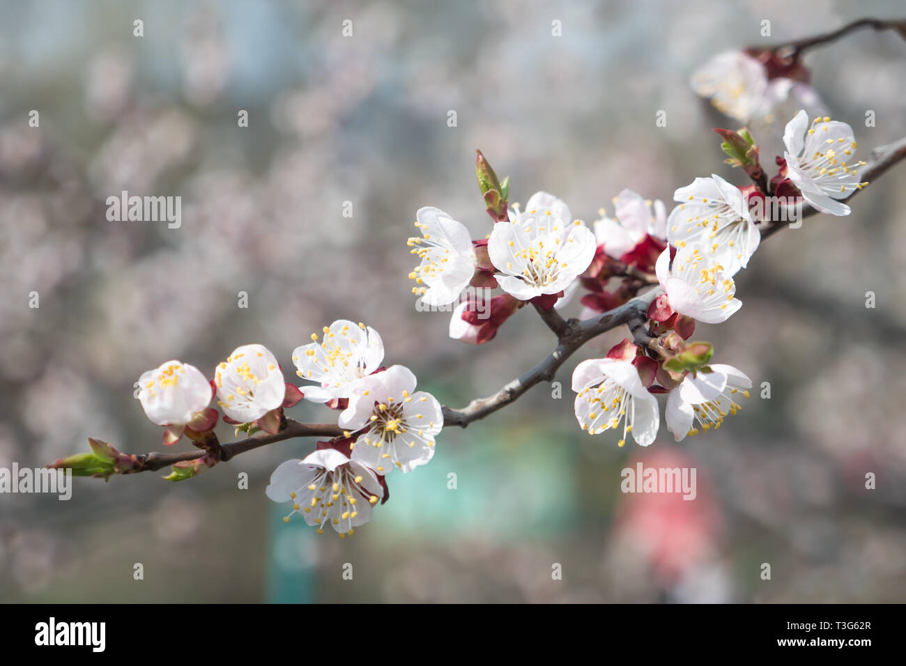 Ramo di albero di albicocche in fiore. La texture, sfondo, sfondo, fioritura degli alberi da frutto, albicocca tree blossoms. Sfondo concettuale. Confronto Foto Stock