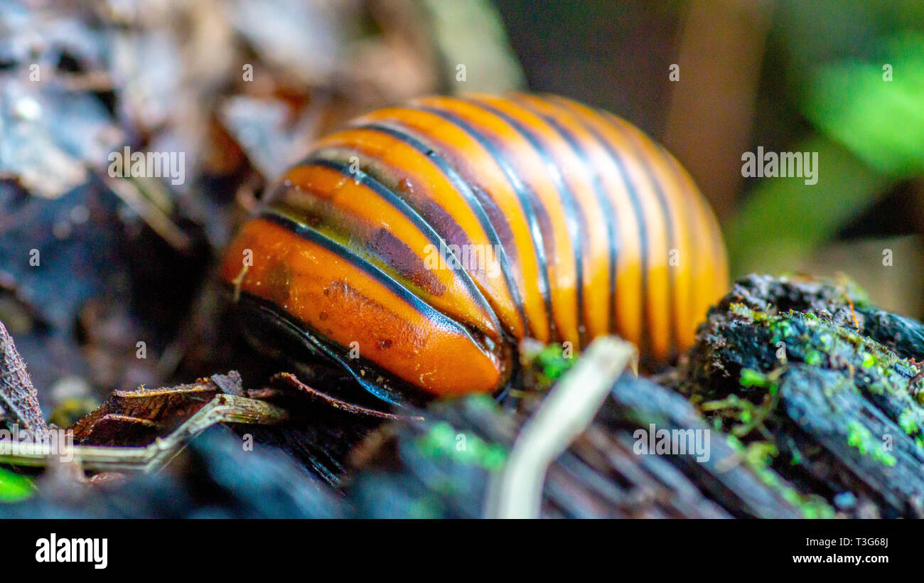 Borneo pillola giganteschi millepiedi camminando sul suolo della foresta Foto Stock