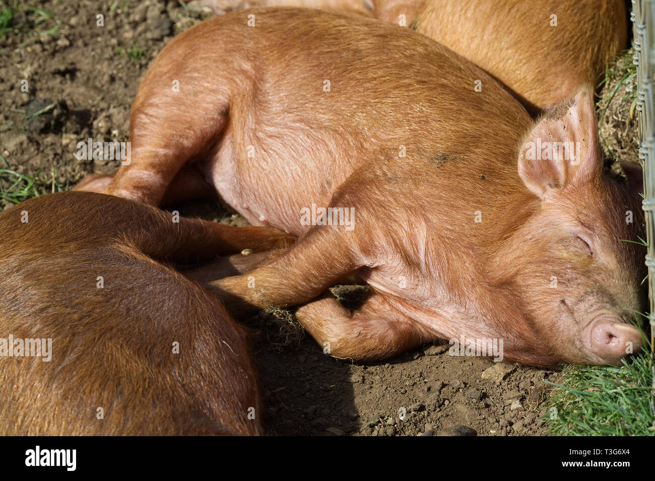 Tamworth suinetti addormentato veloce nel fango Foto Stock