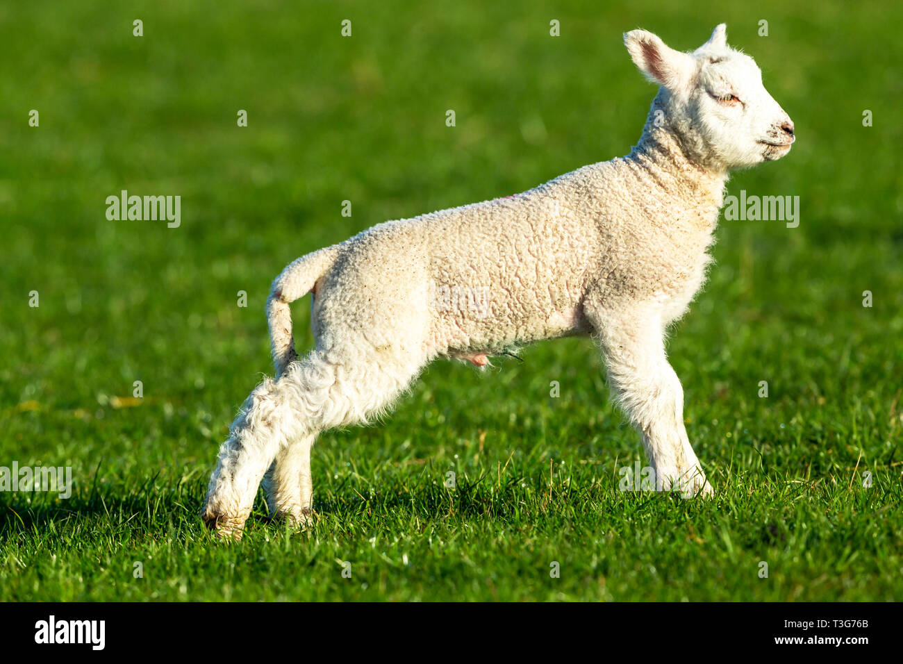 Pecore e agnelli Dalesbred maschio o ram agnello rivolto verso destra nel lussureggiante verde prato. Yorkshire Dales, Inghilterra. Regno Unito. Paesaggio, orizzontale. Spazio per la copia. Foto Stock
