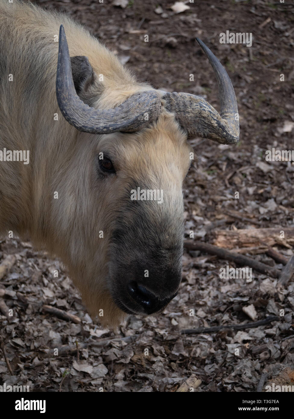 Chiudere fino alla testa e al collo di un captive Sichuan Takin con corna arricciate e luce tan pelliccia. Foto Stock
