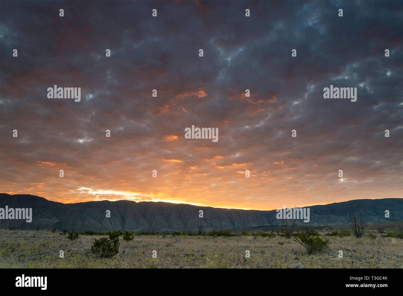 Cielo di Mariscal Mountain al sunrise, deserto del Chihuahuan confine, Talley area, parco nazionale di Big Bend, Texas, Stati Uniti d'America Foto Stock