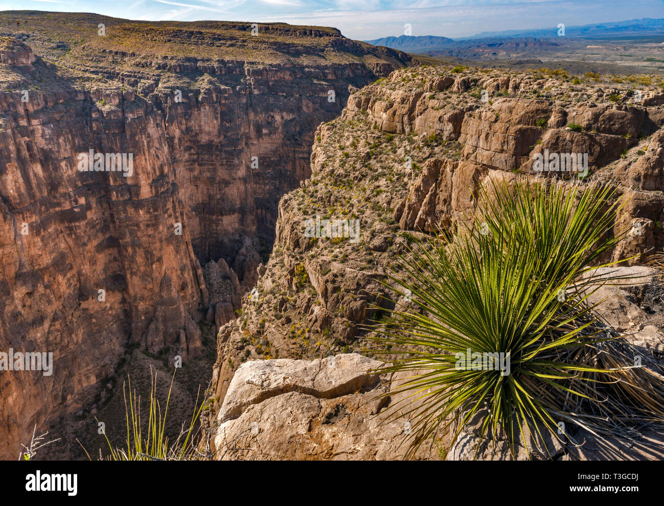 Sotol crescente sul bordo del Canyon di Mariscal, Rio Grande, stretto Squeeze Rapids area, vista da Rim Trail, parco nazionale di Big Bend, Texas, Stati Uniti d'America Foto Stock