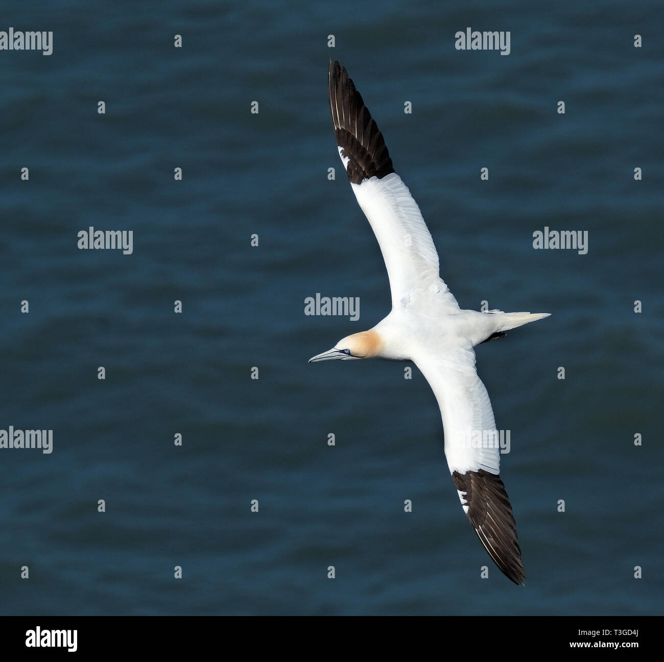 Gannett sorvolano alte scogliere di gesso di East Yorkshire. Regno Unito. Foto Stock