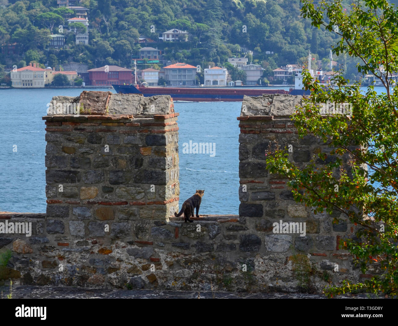 Cat guardando giù il Bosforo dalla parete della fortezza Rumeli Hisar in Istanbul Foto Stock