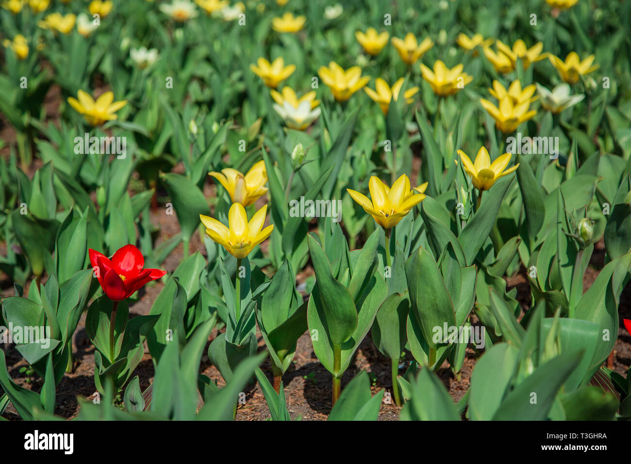 Rosso e tulipani gialli su erba verde come sfondo. Giardino con tulipani. Fiori in prato. Foto Stock