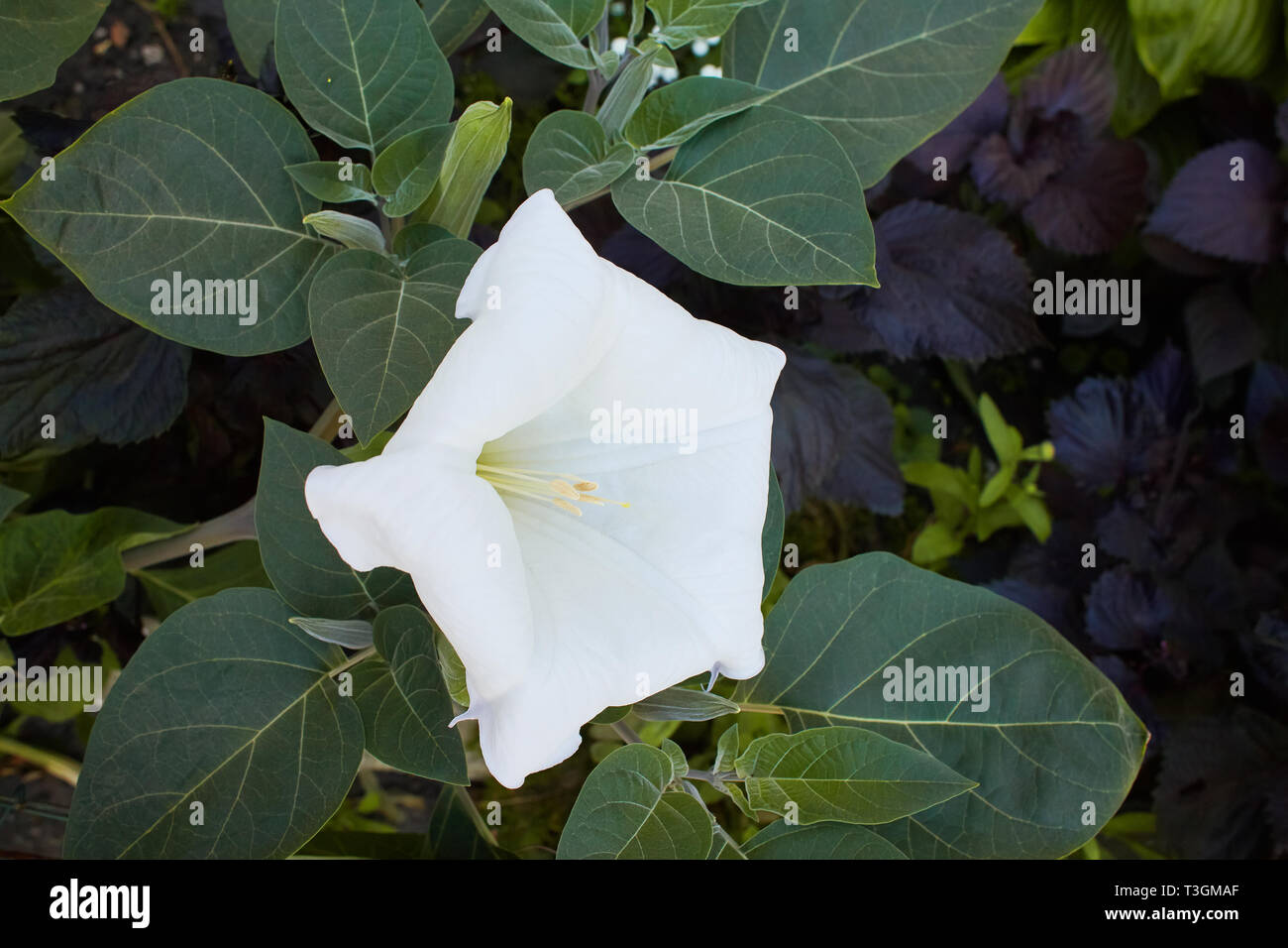 Fioritura dope indiano (Datura inoxia). Thorn apple, velenosi piante ornamentali, fiori. Chiusa verso l'alto. Datura, daturas, devil's trombe, Angelo tromba Foto Stock
