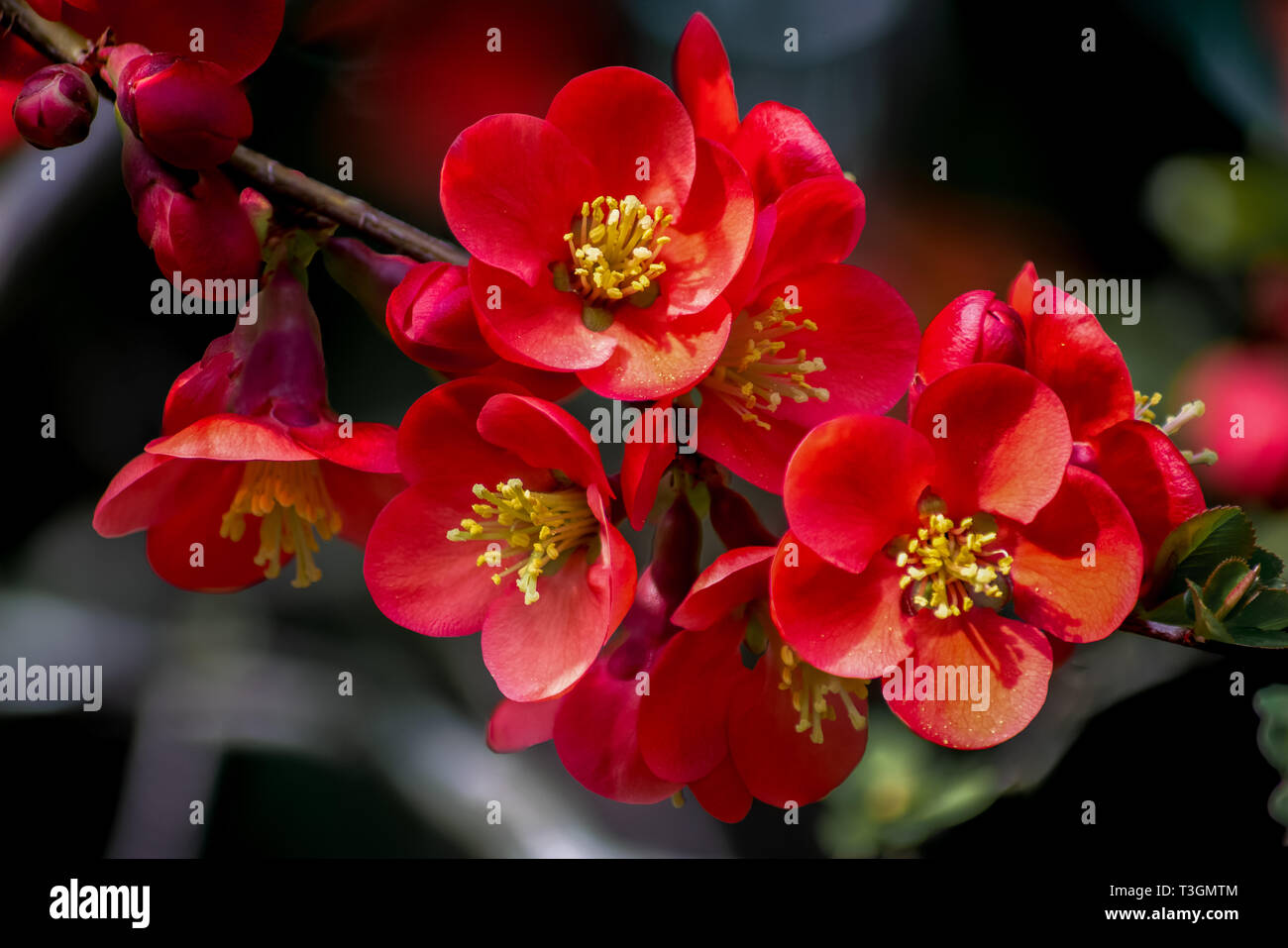 Macro e dettagli di un cluster di rosso fiori di un giapponese di mela cotogna (chaenomeles japonica) sotto il sole Foto Stock