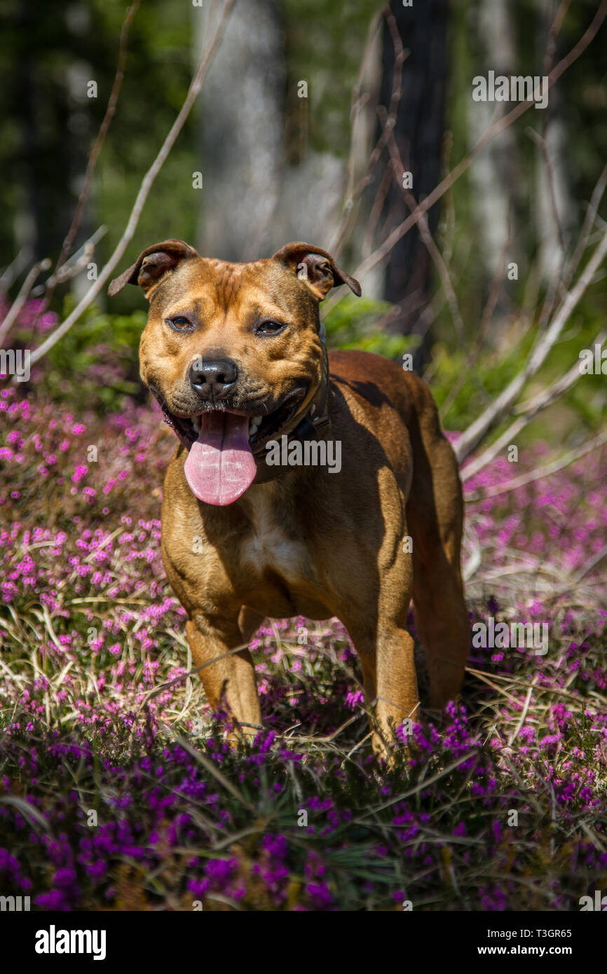 Wandern mit hund in der Steiermark (passeggiate con il cane in Stiria) Foto Stock