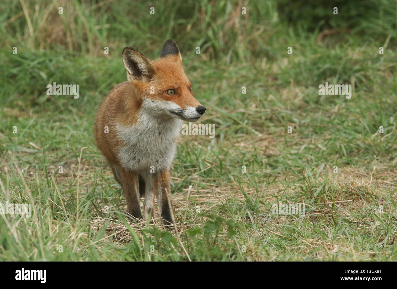 Un magnifico Red Fox (Vulpes vulpes vulpes) a caccia di cibo a bordo di arbusti. Foto Stock