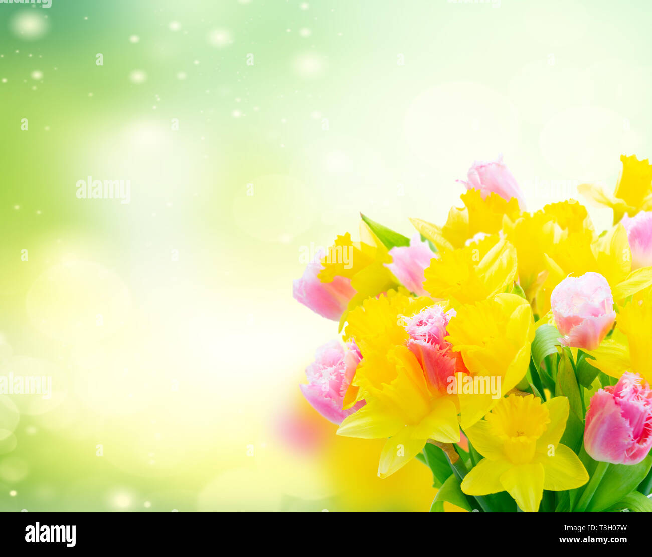 Rosa fresca tulipani e narcisi giallo su verde sullo sfondo del giardino Foto Stock