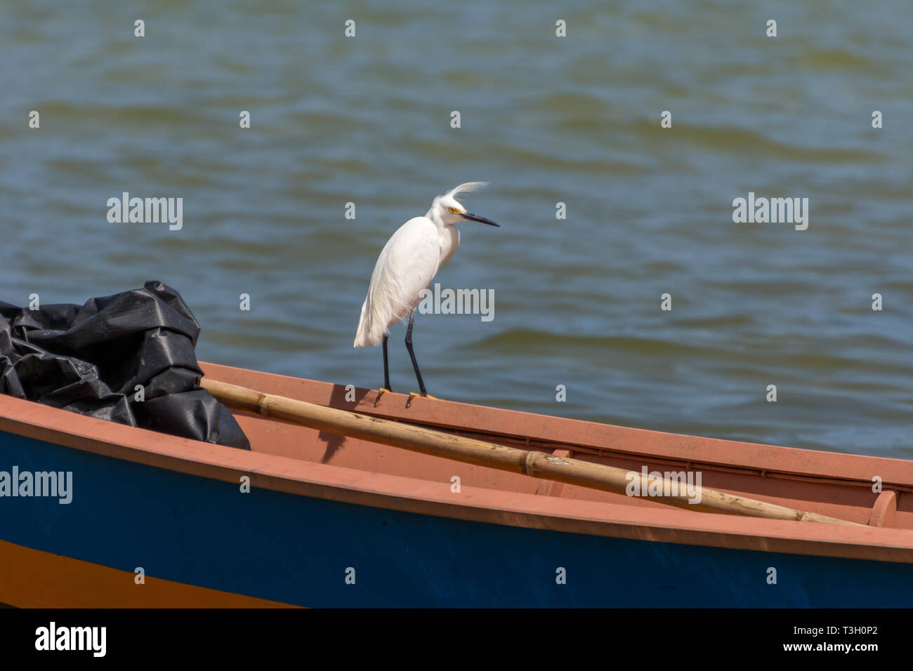 2019, gennaio. Florianópolis, Brasile. Piccolo airone bianco in piedi su una barca da pesca a Conceicao laguna. Foto Stock