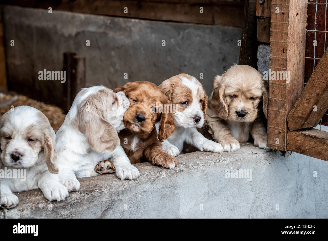 Assolutamente bellissima cocker spaniel cuccioli di circa tre settimane dal nostro home negli altopiani del Panama, Repubblica di Panama, America centrale. Foto Stock
