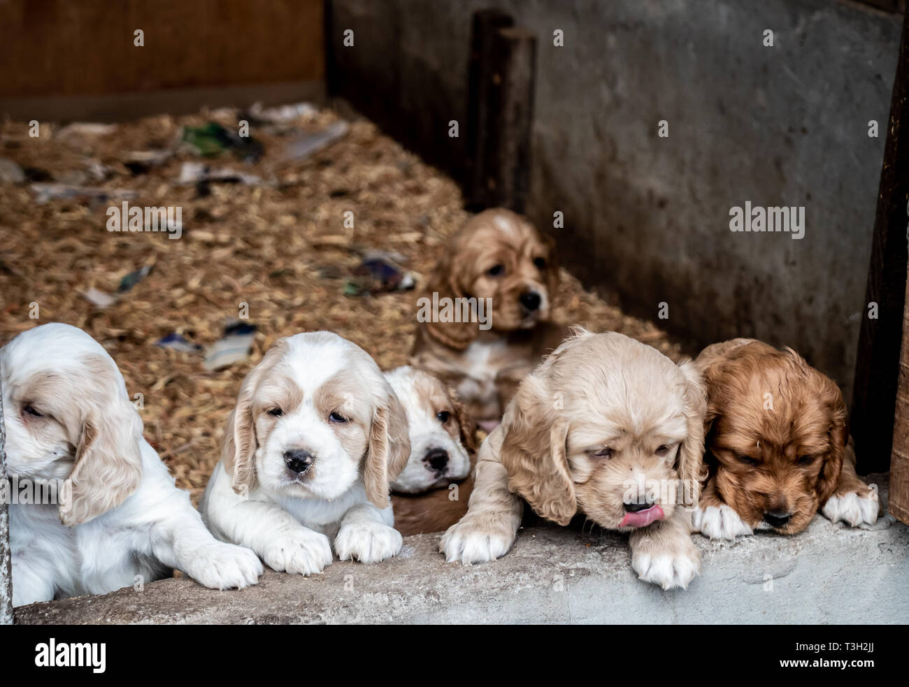 Assolutamente bellissima cocker spaniel cuccioli di circa tre settimane dal nostro home negli altopiani del Panama, Repubblica di Panama, America centrale. Foto Stock