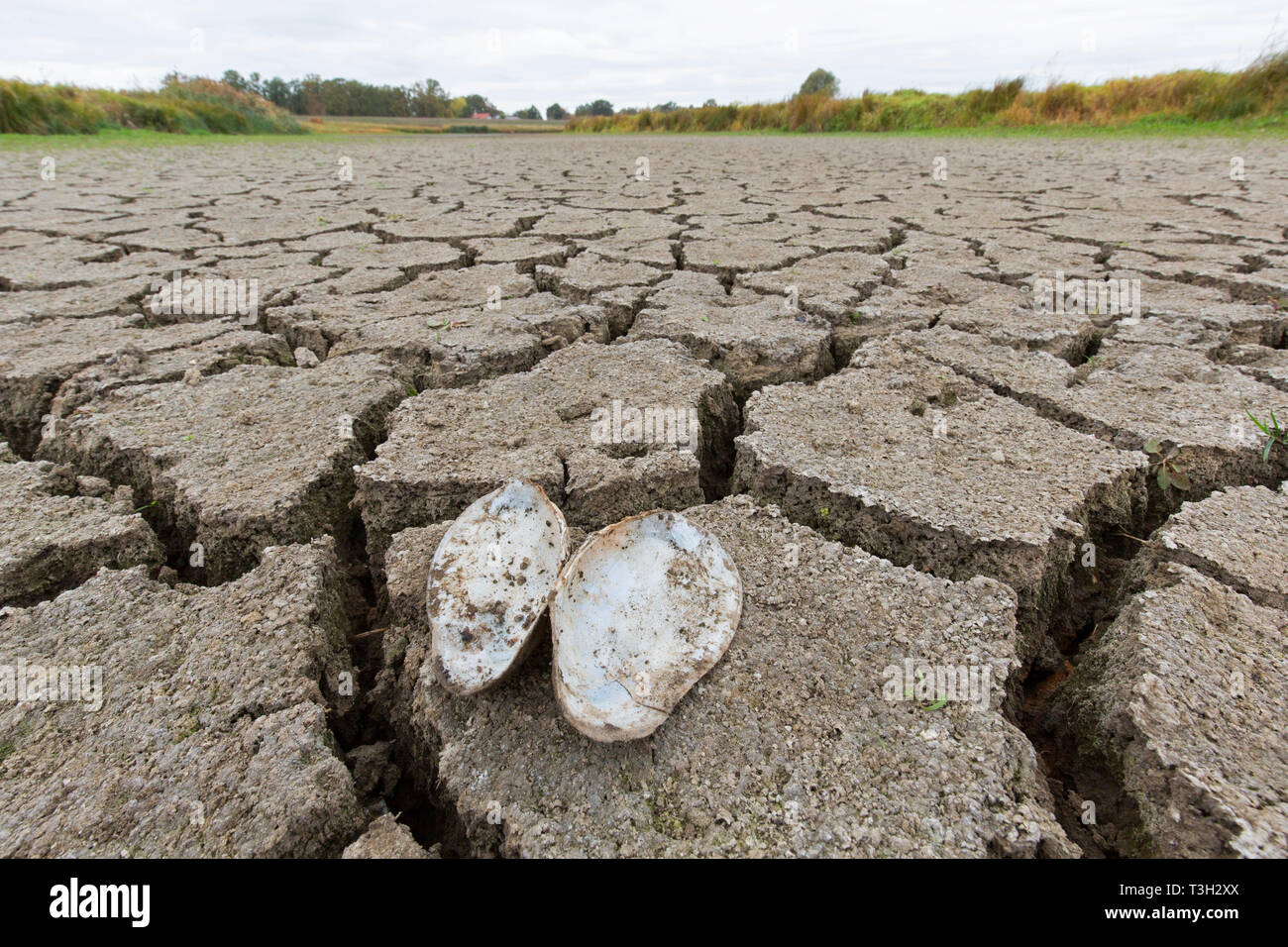 Aprire le cozze swan (Anodonta cygnea) i serbatoi a secco di argilla incrinato il fango essiccato fino al lago letto / riverbed causato da una prolungata siccità in estate in clima caldo Foto Stock