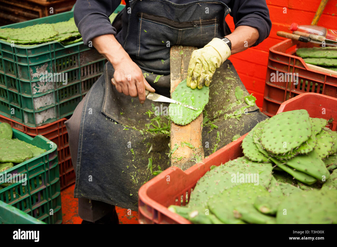 Nopales, o piastre di cactus, essendo pelato a Città del Messico il Mercado La Merced. Foto Stock
