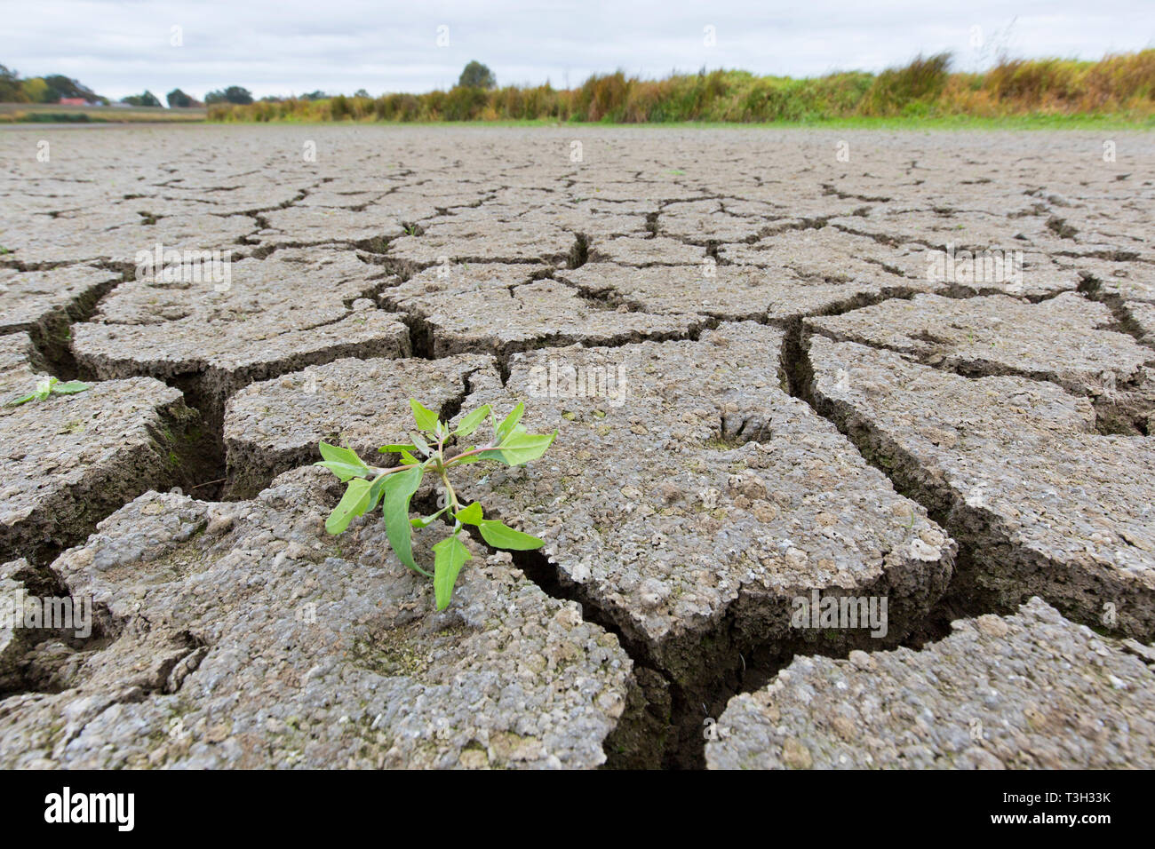 Nuovo germoglio delle piante in secco argilla incrinato il fango essiccato fino al lago letto / riverbed causato da una prolungata siccità in estate in clima caldo temperature Foto Stock
