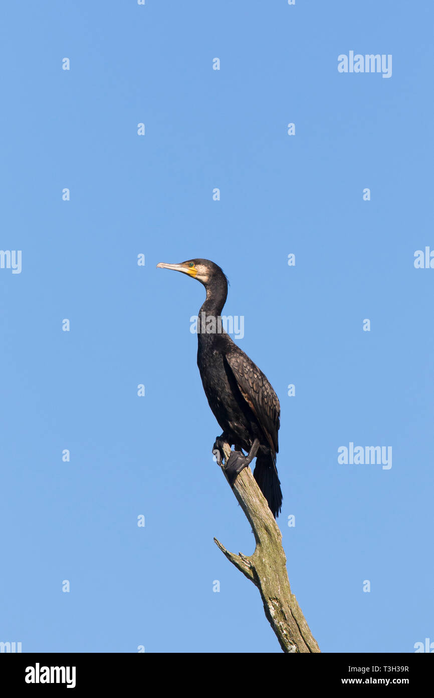 Cormorano phalacrocorax carbo sinensis / nero grande cormorano (Phalacrocorax carbo) arroccato in albero morto in estate Foto Stock