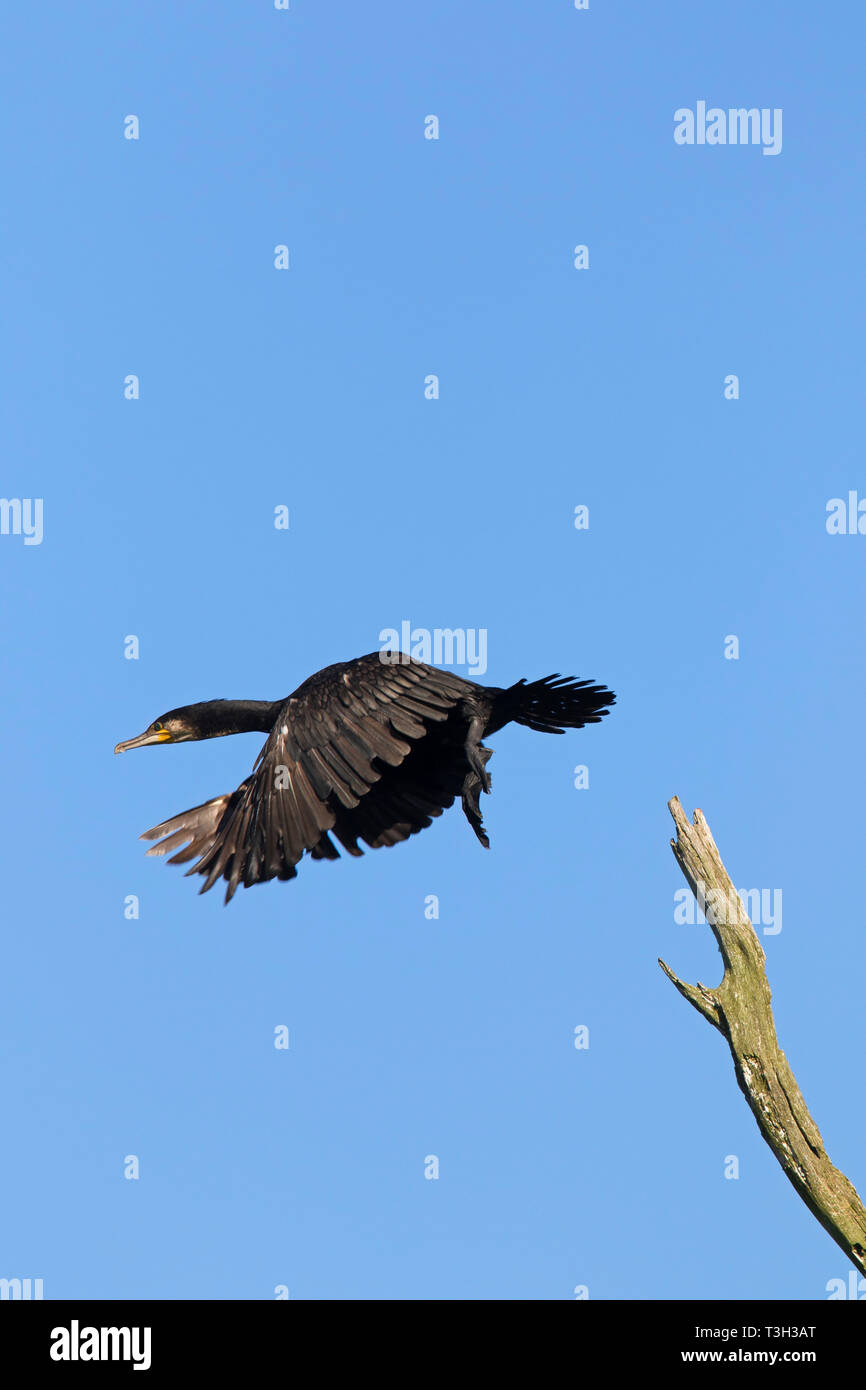 Cormorano phalacrocorax carbo sinensis / nero grande cormorano (Phalacrocorax carbo) prendendo il largo da albero morto in estate Foto Stock