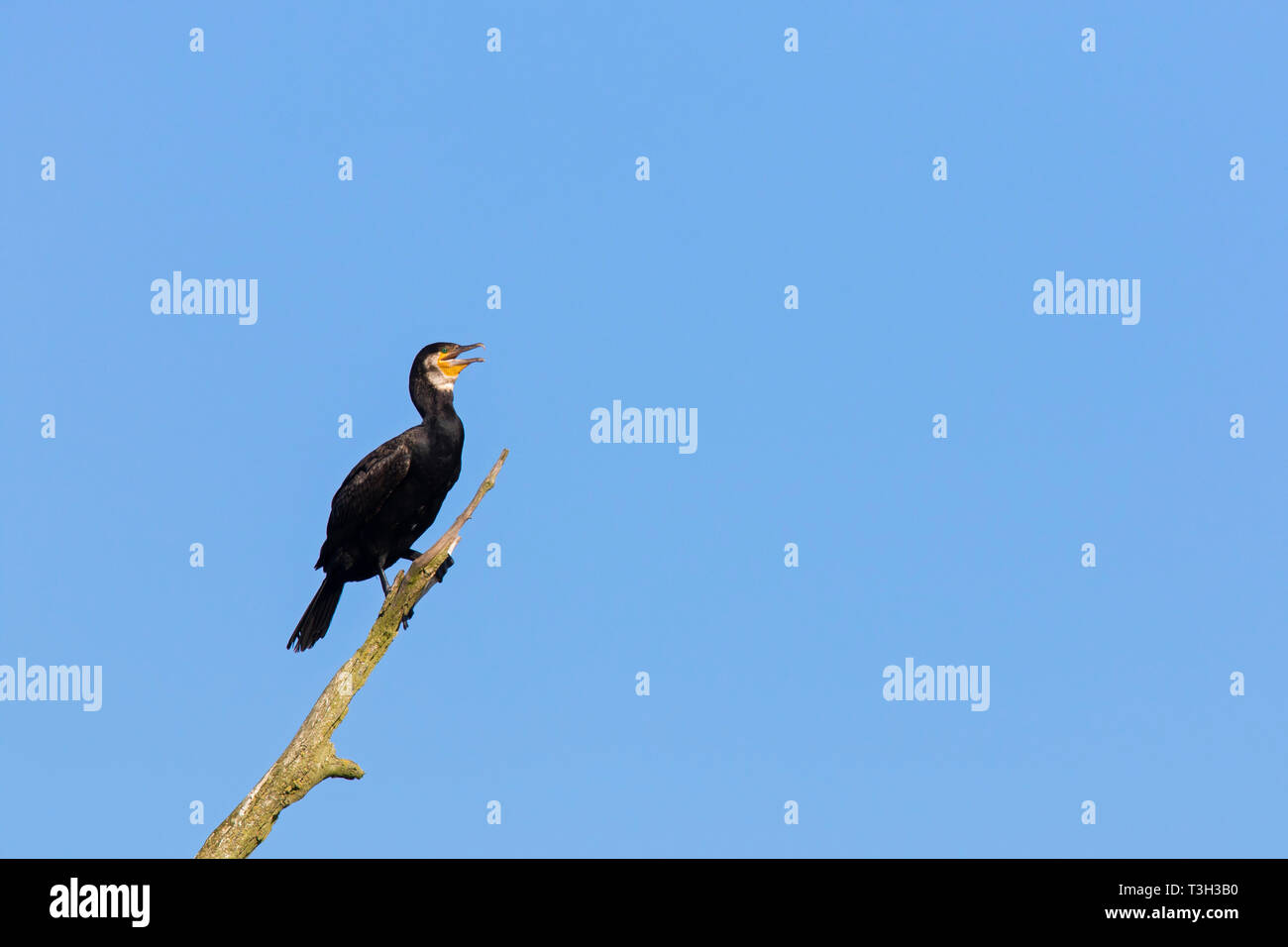 Cormorano phalacrocorax carbo sinensis / nero grande cormorano (Phalacrocorax carbo) chiamando dall'albero morto in estate Foto Stock