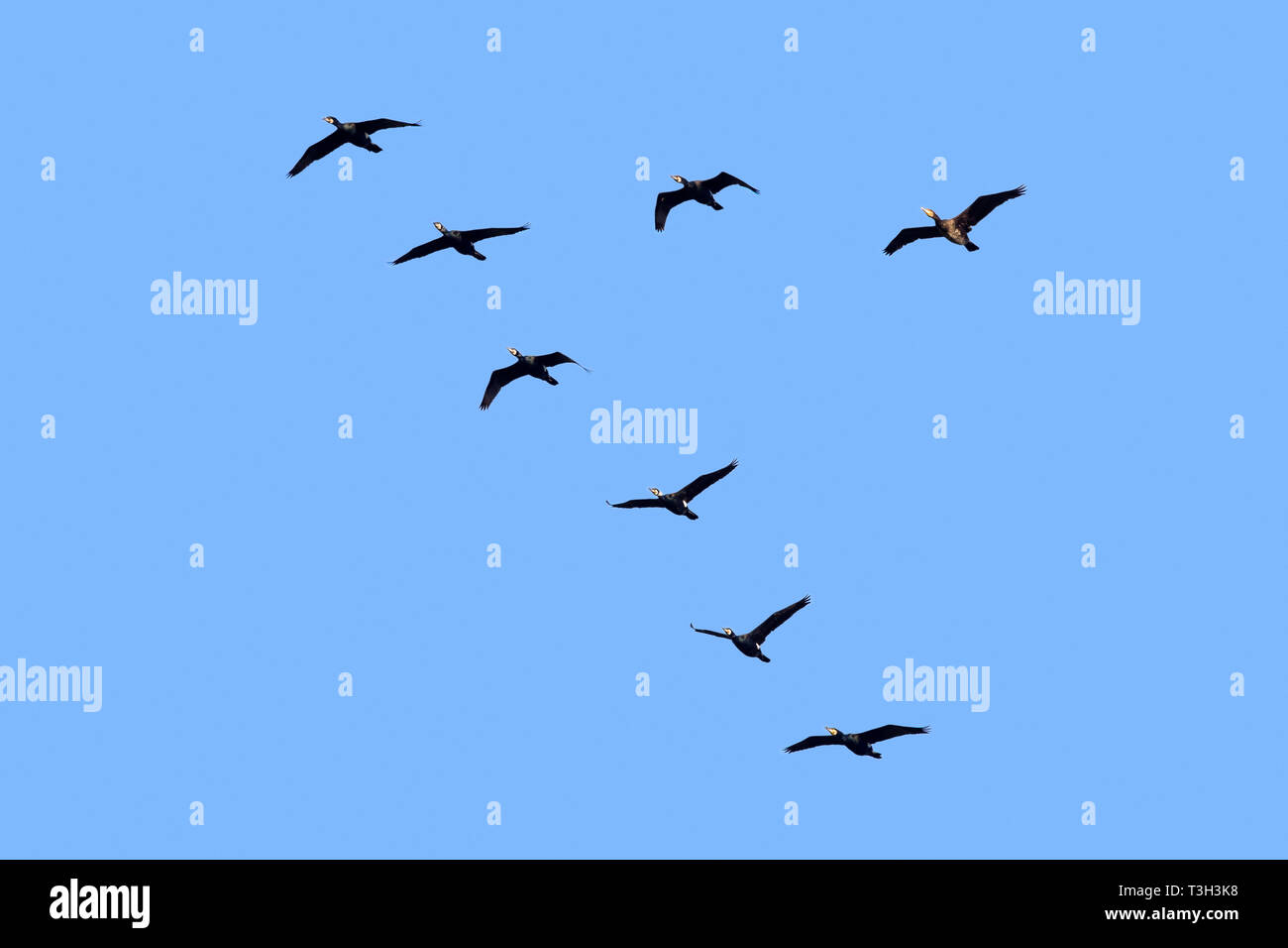 Cormorani / nero grande cormorano (Phalacrocorax carbo) gregge battenti in V-formazione contro il cielo blu Foto Stock