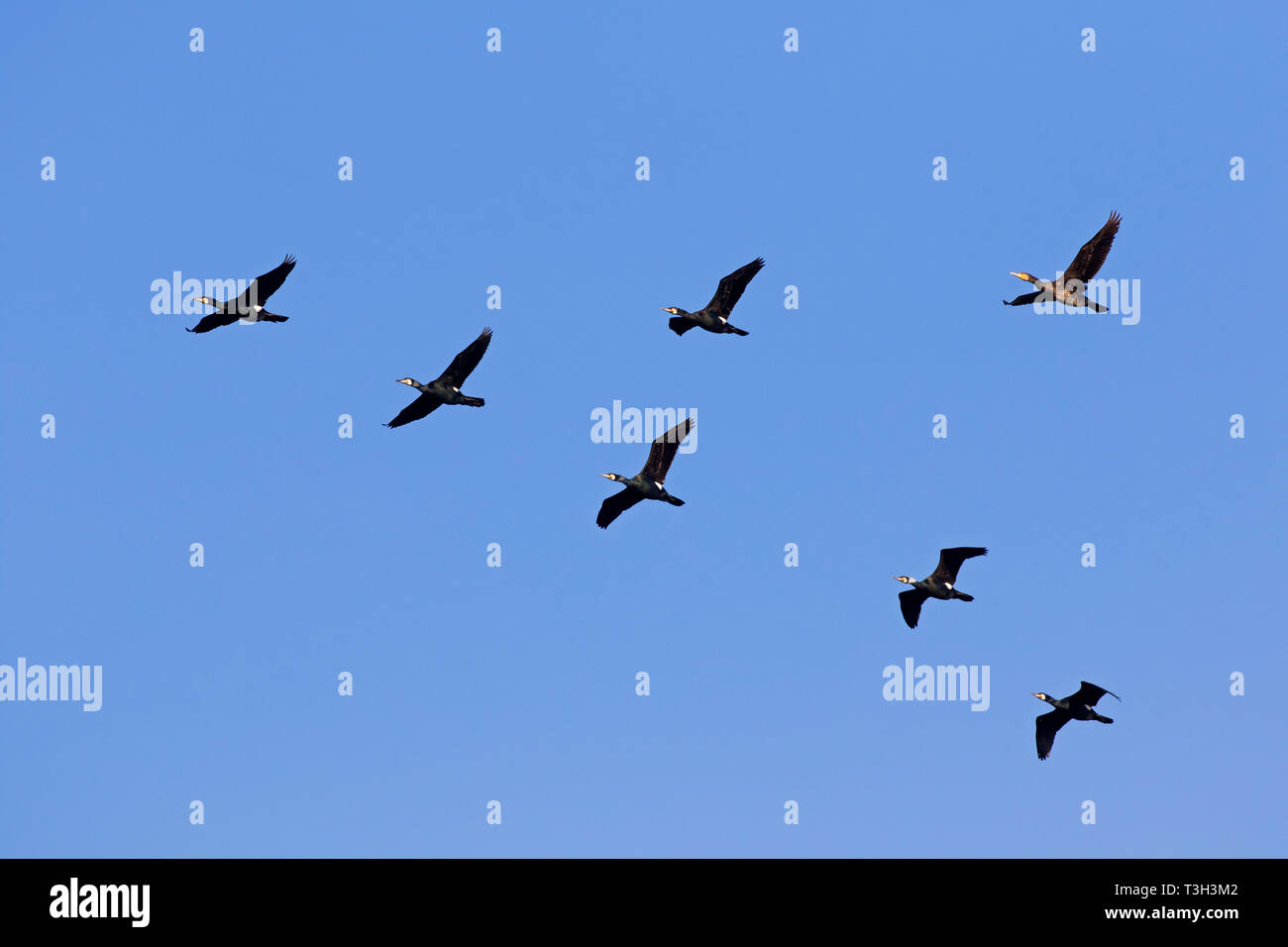 Cormorani / nero grande cormorano (Phalacrocorax carbo) gregge battenti in V-formazione contro il cielo blu Foto Stock