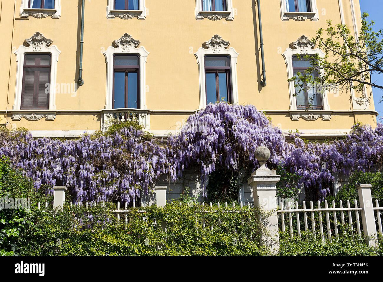 Il Glicine in piena fioritura su un muro di casa in Milano, Italia Foto Stock