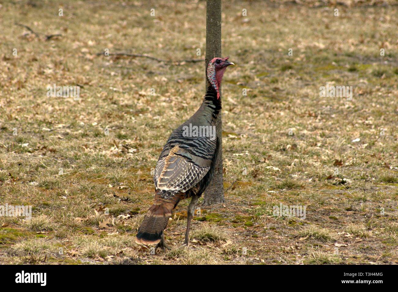 Un giovane Tom la Turchia in cantiere Foto Stock