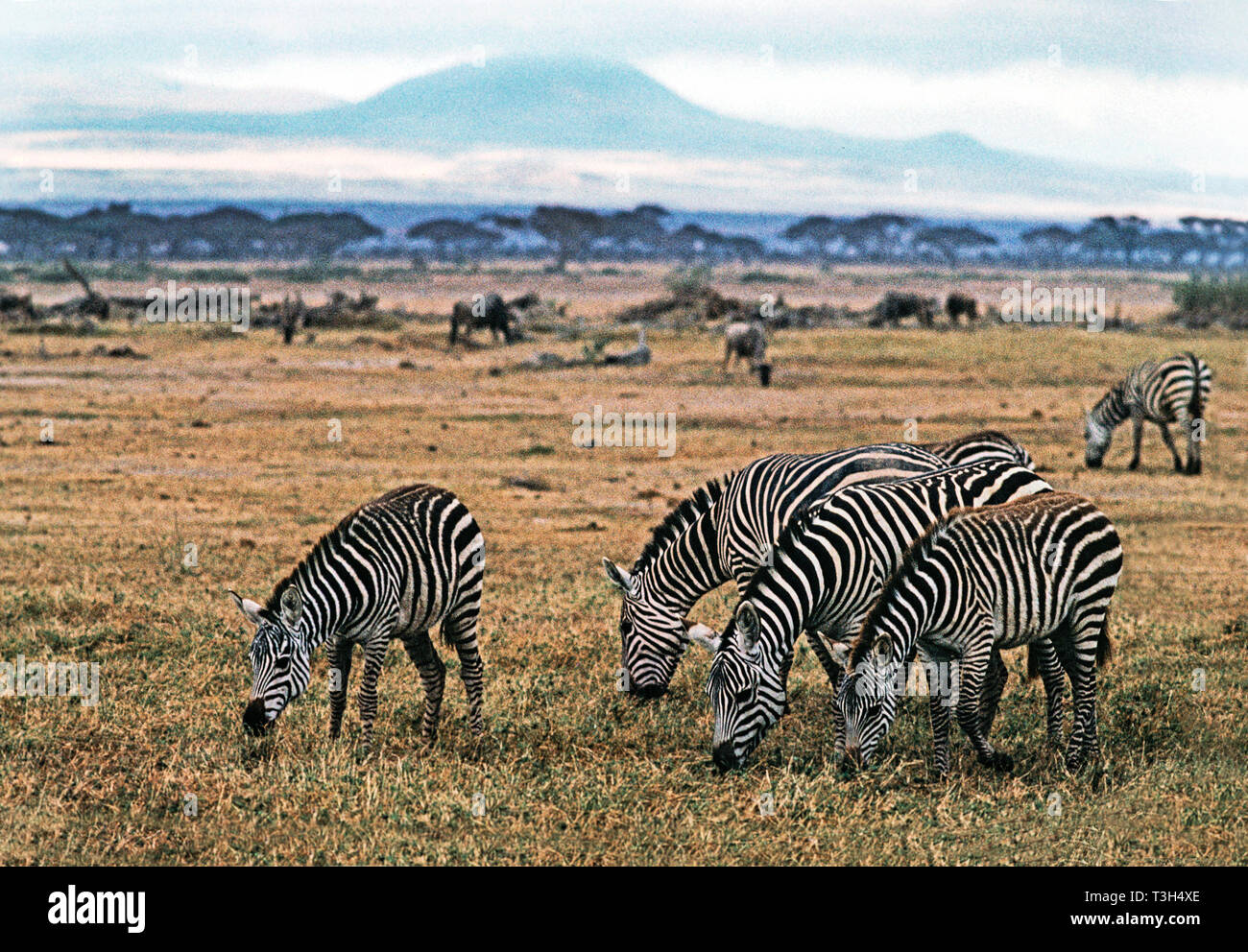 Amboseli Nat. Parco. La Burchell o comuni o zebra (Equus burchelli) sulle pianure di Amboseli. Il Monte Kilimanjaro in background.Kenya. Foto Stock