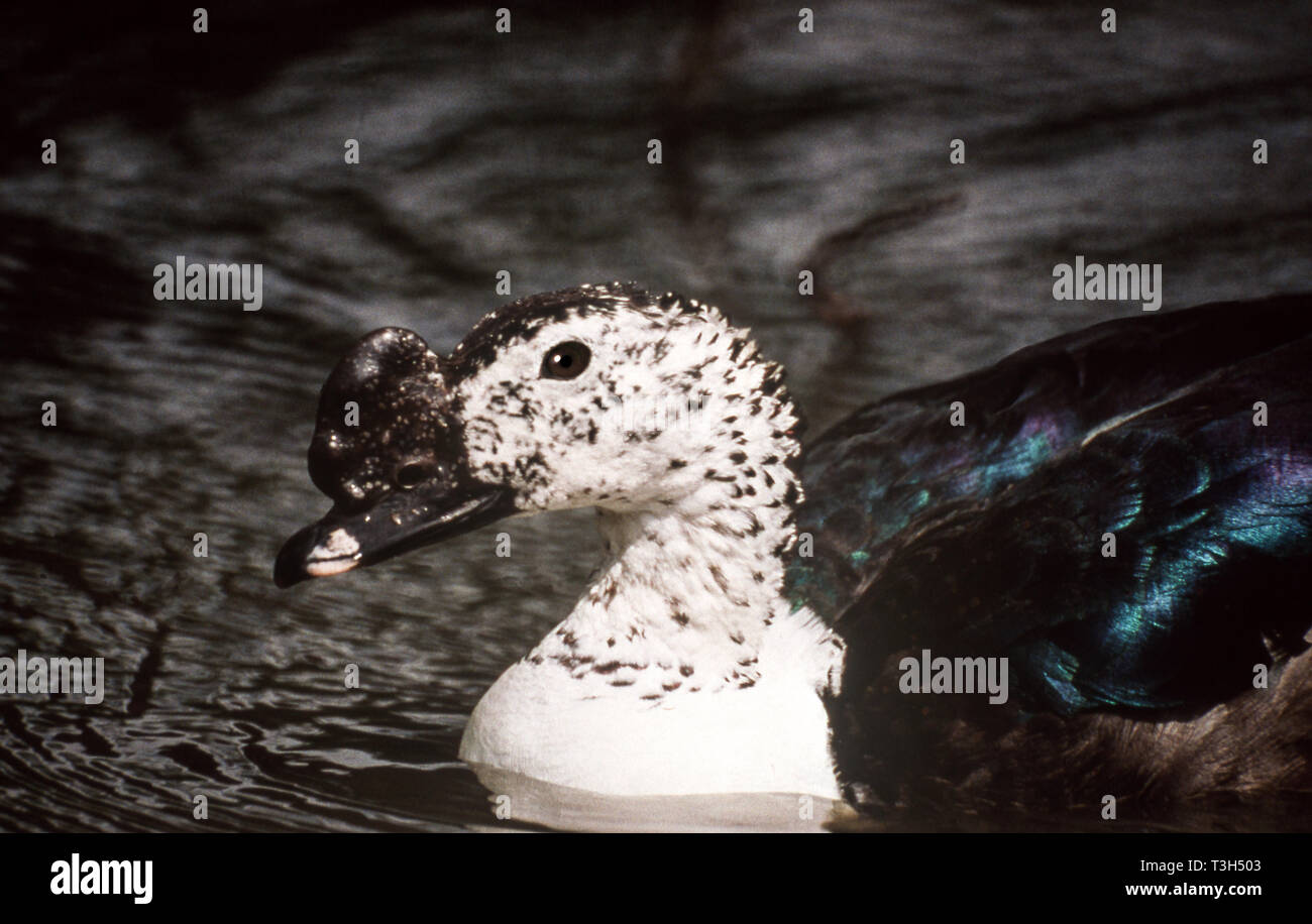 African maschi di anatra a pettine (m Sarkidiornis melanotos.) sull'acqua. Foto Stock