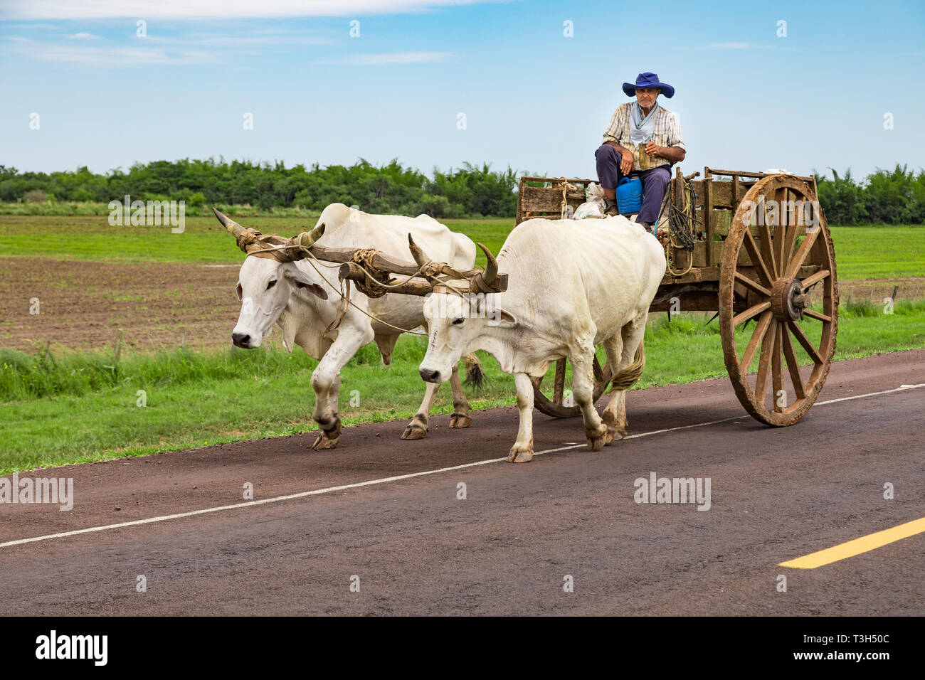 Sulla strada che da Encarnacion a Villarrica, Paraguay - Novembre 17, 2018: un locale trasporti paraguaiane la canna da zucchero con il suo bue carrello. Foto Stock