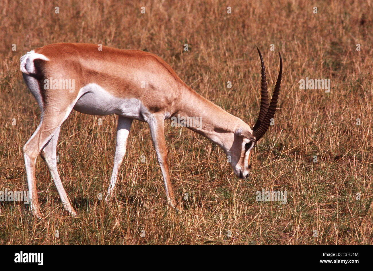 Grant's (Gazelle Gazella granti) sulle pianure del Masai Mara.Kenya. Foto Stock