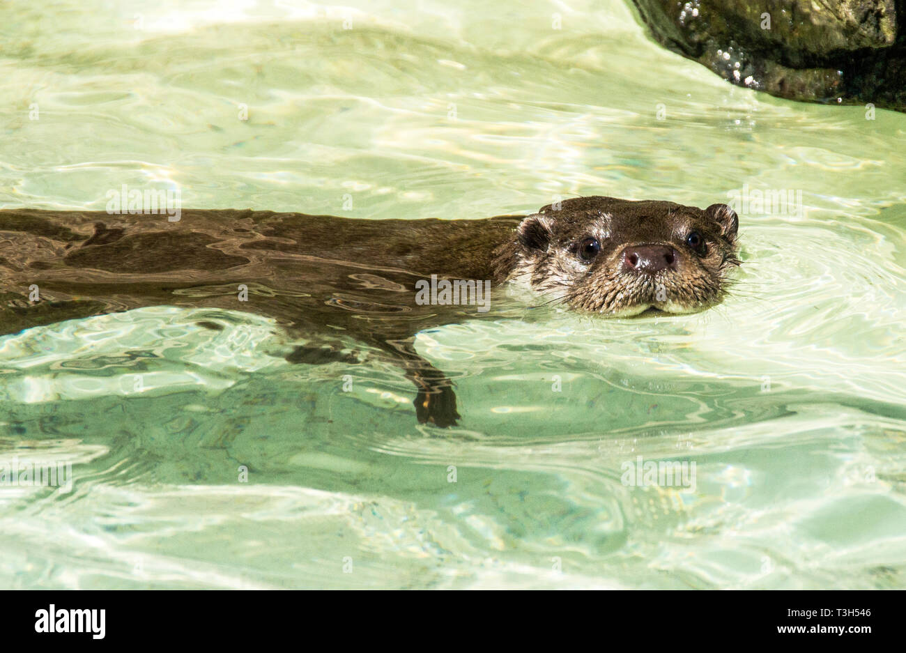 La lontra (Lutra lutra) è un animale facendo una popolazione rimonta in Europa.Dopo anni di persecuzioni si è conclusa, i numeri sono lentamente crescente. Foto Stock