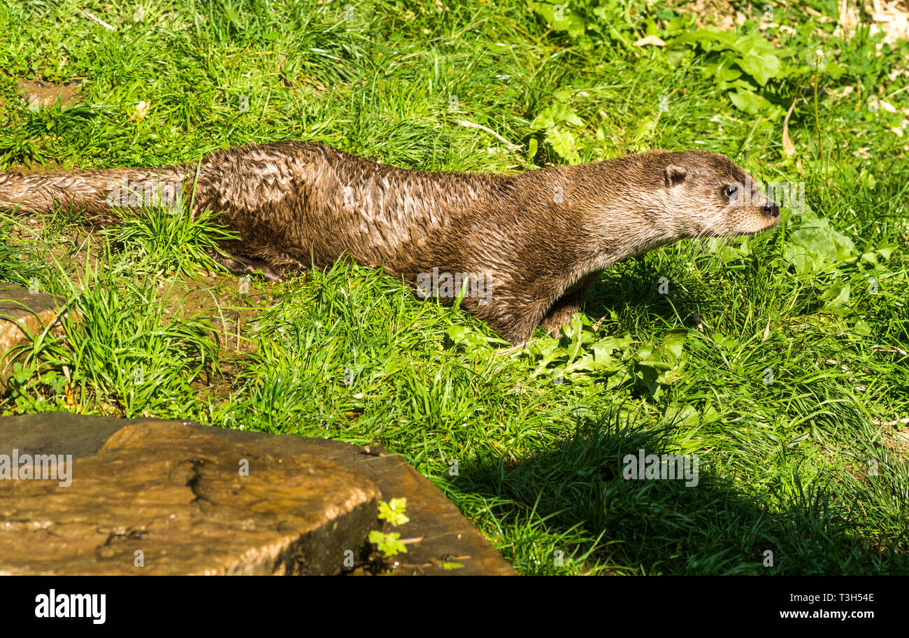 La lontra (Lutra lutra) è un animale facendo una popolazione rimonta in Europa.Dopo anni di persecuzioni si è conclusa, i numeri sono lentamente crescente. Foto Stock