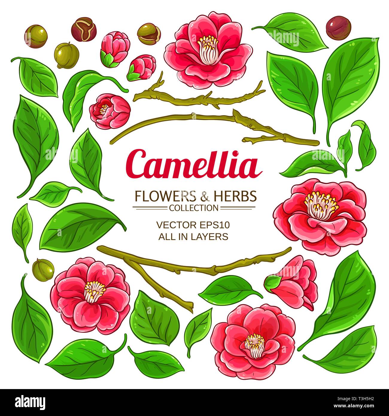 Elementi di camellia impostato su sfondo bianco Illustrazione Vettoriale