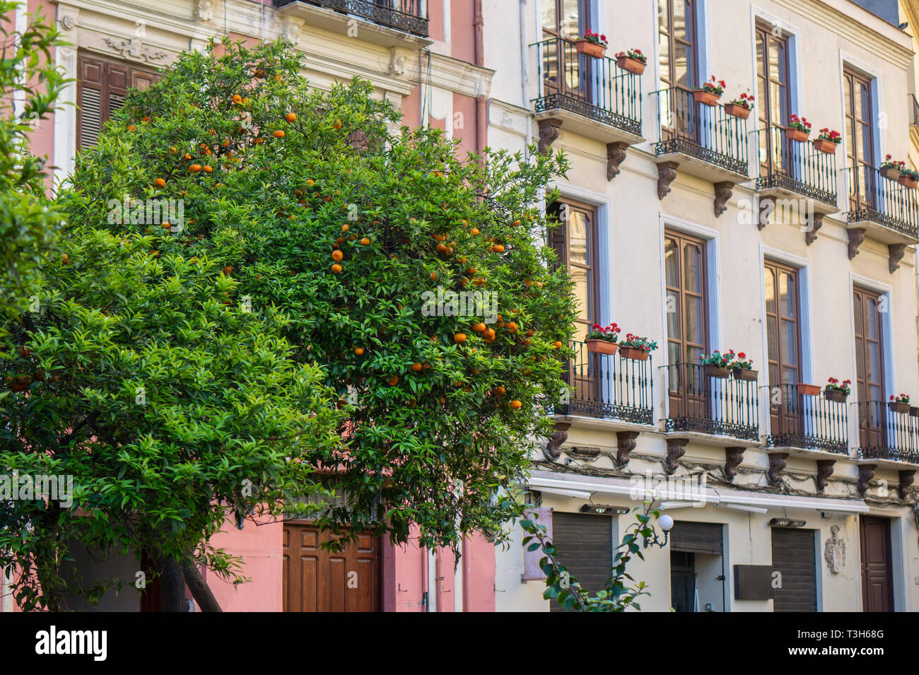 Amaro ornamentali Siviglia orange alberi che fiancheggiano una strada a Malaga, Spagna Foto Stock
