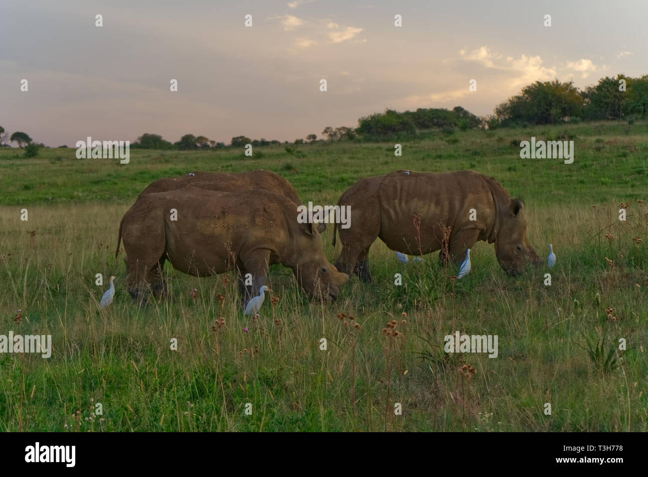 Tre rhino pascolare nel sole del tardo pomeriggio accompagnato da guardabuoi Foto Stock