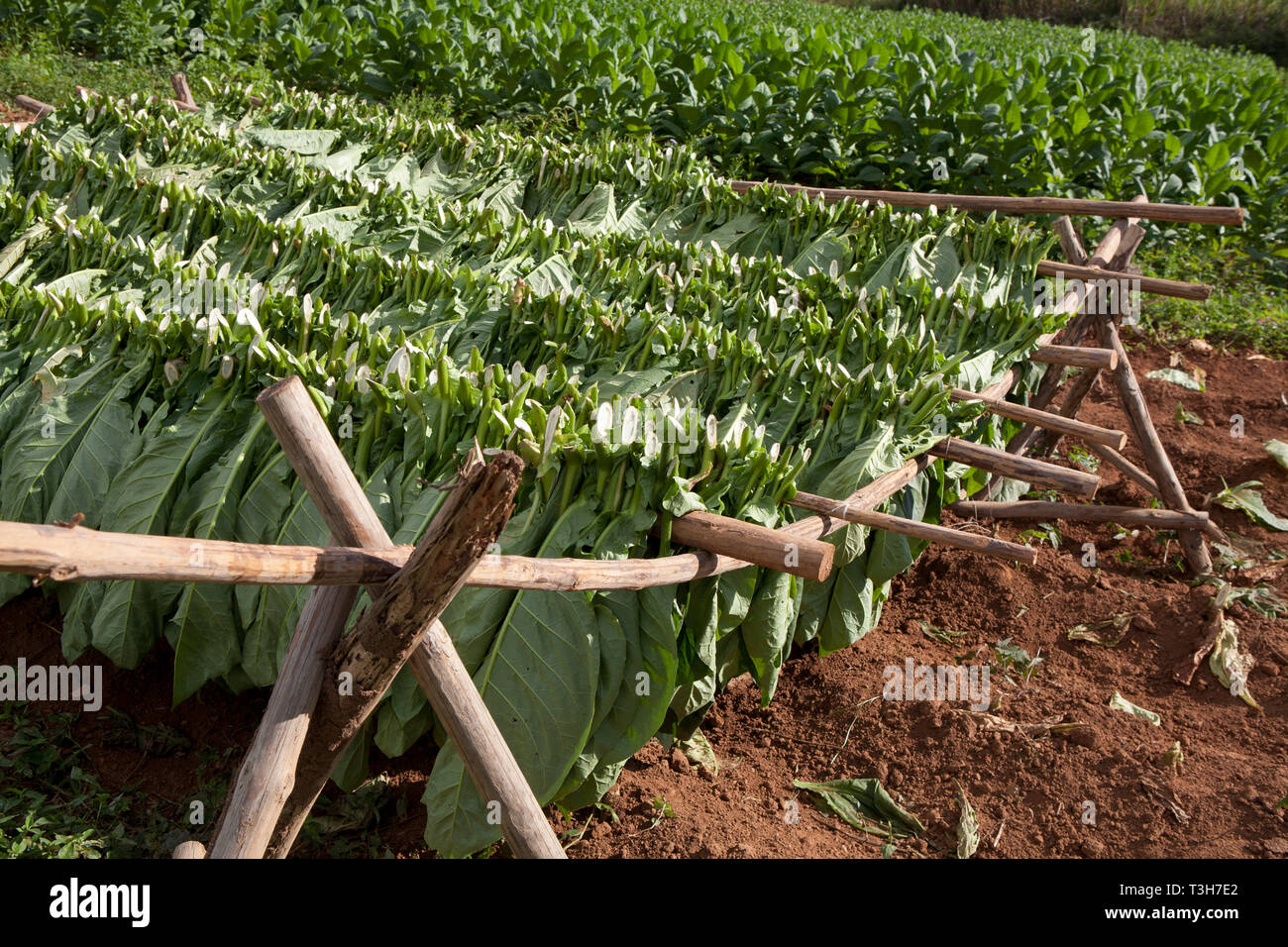 La coltivazione di tabacco a Cuba, essiccazione capanne, close up di piante di tabacco e lascia crescere Foto Stock