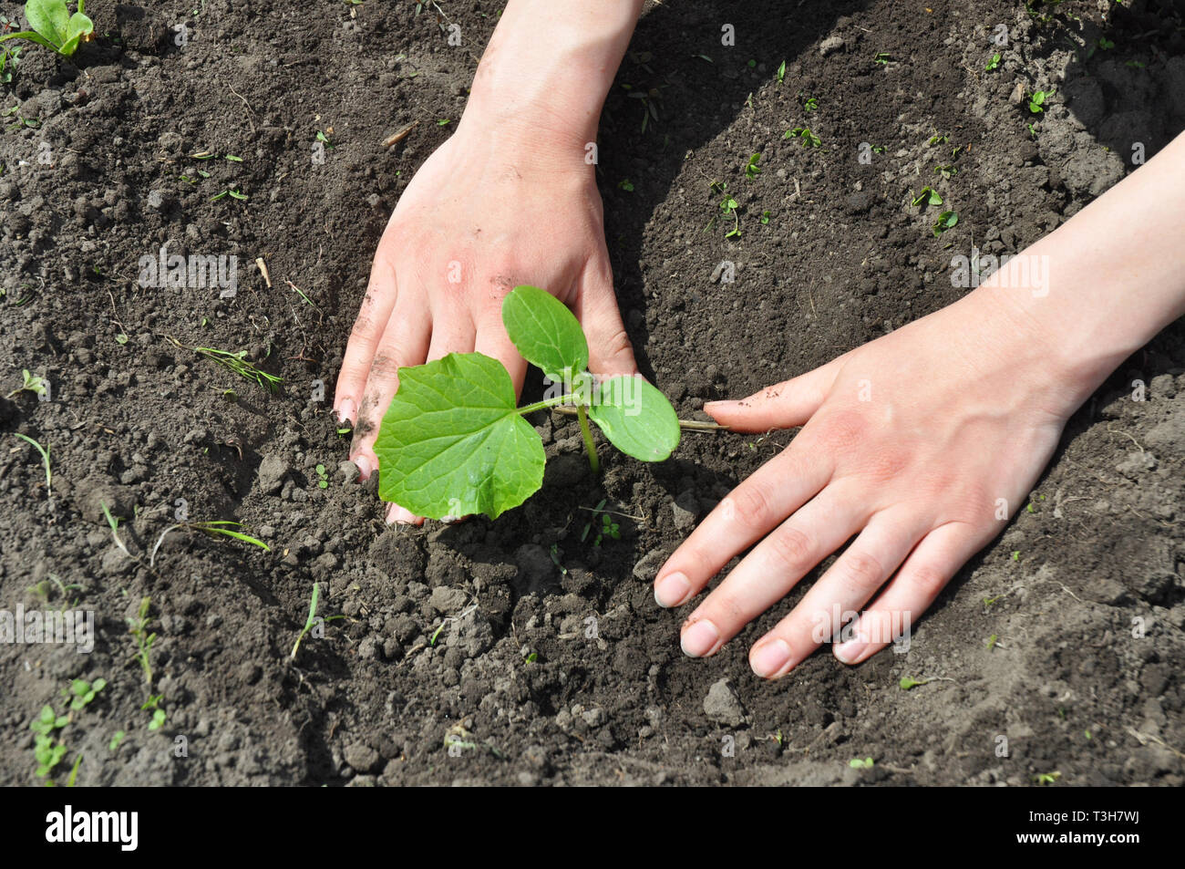 I cetrioli: la semina, la coltivazione e la raccolta di piante di cetriolo. Foto Stock