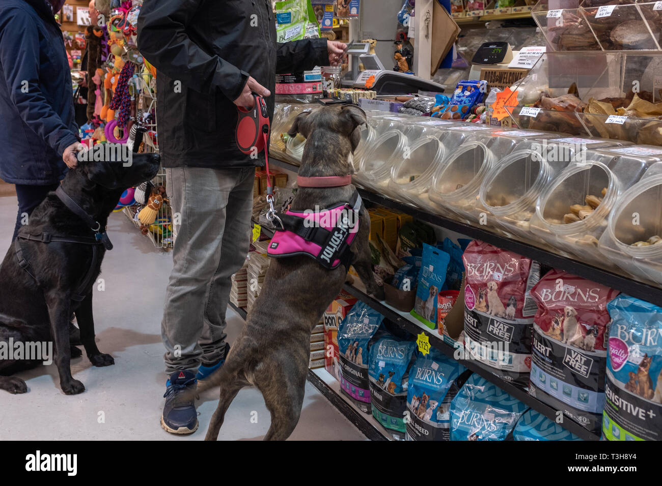Exmouth, Devon, Regno Unito, Aprile 6, 2019: un giovane pitbull tipo di cane in un pet food store fiutando fuori a trattare, mentre il proprietario paga e un nero labrador siede patienly in background Foto Stock
