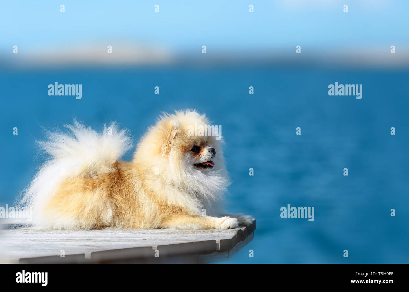 Cane di Pomerania godendo il sole presso la costa del mare Foto Stock