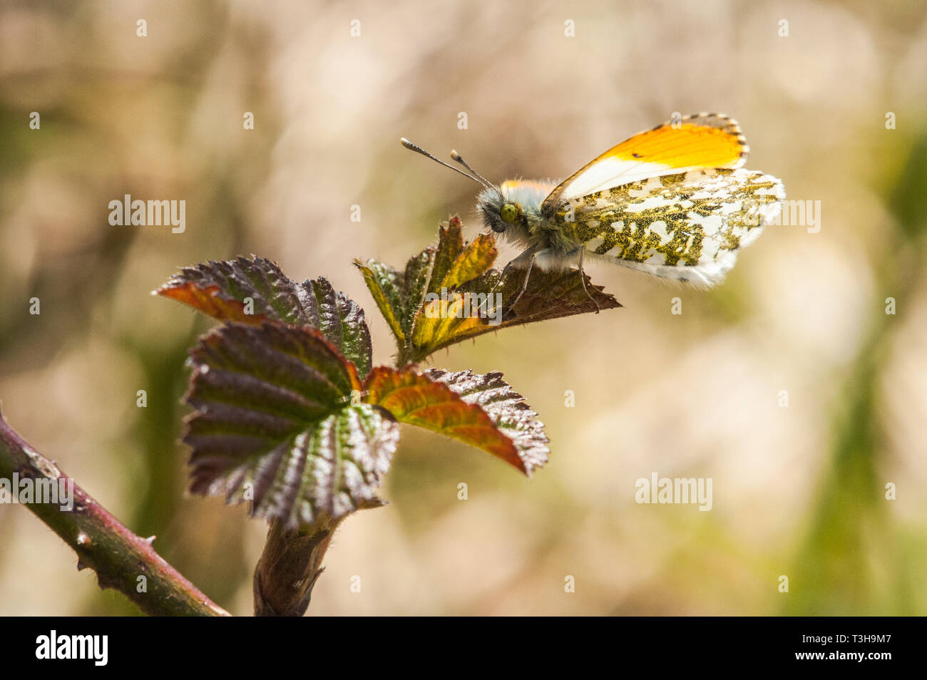 Maschio punta arancione farfalla appoggiato su Rovo foglie mostra underwing pattern e ala superiore punta arancione Foto Stock