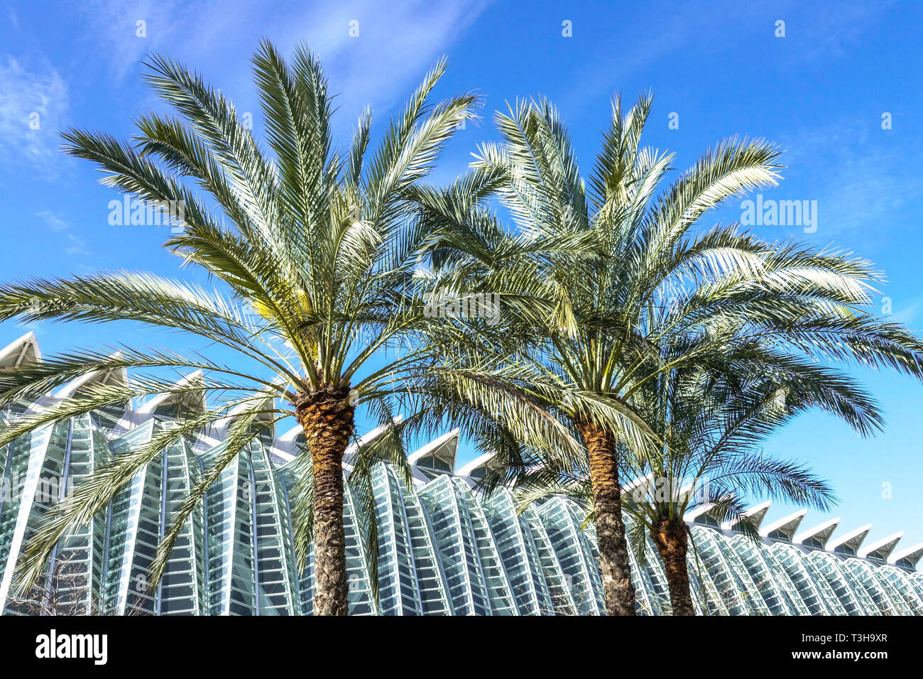 Valencia Spagna Città delle Arti e delle Scienze moderna architettura futuristica contemporanea Calatrava, Museo della Scienza assomiglia a scheletro di balena, albero di palma Foto Stock