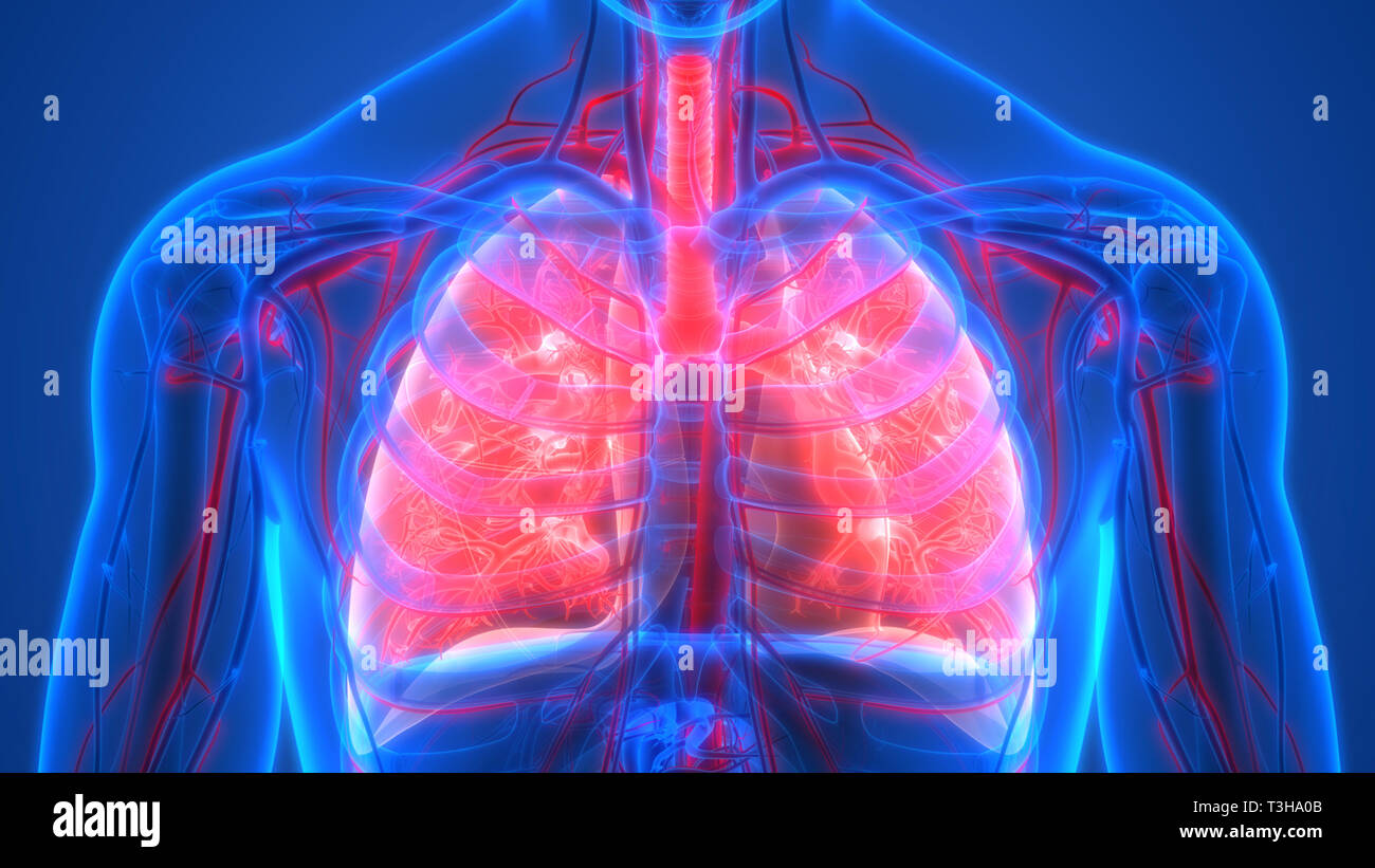 Respiratorio umano polmoni di sistema con il sistema circolatorio anatomia Foto Stock
