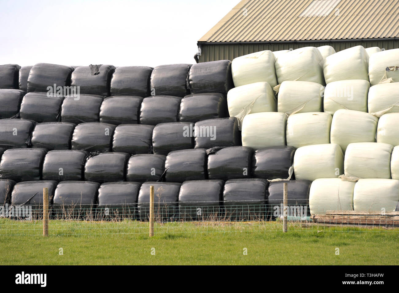 In inverno il fieno avvolto in plastica nera e bianca sacchetti di plastica impilate in campo di fattoria Foto Stock