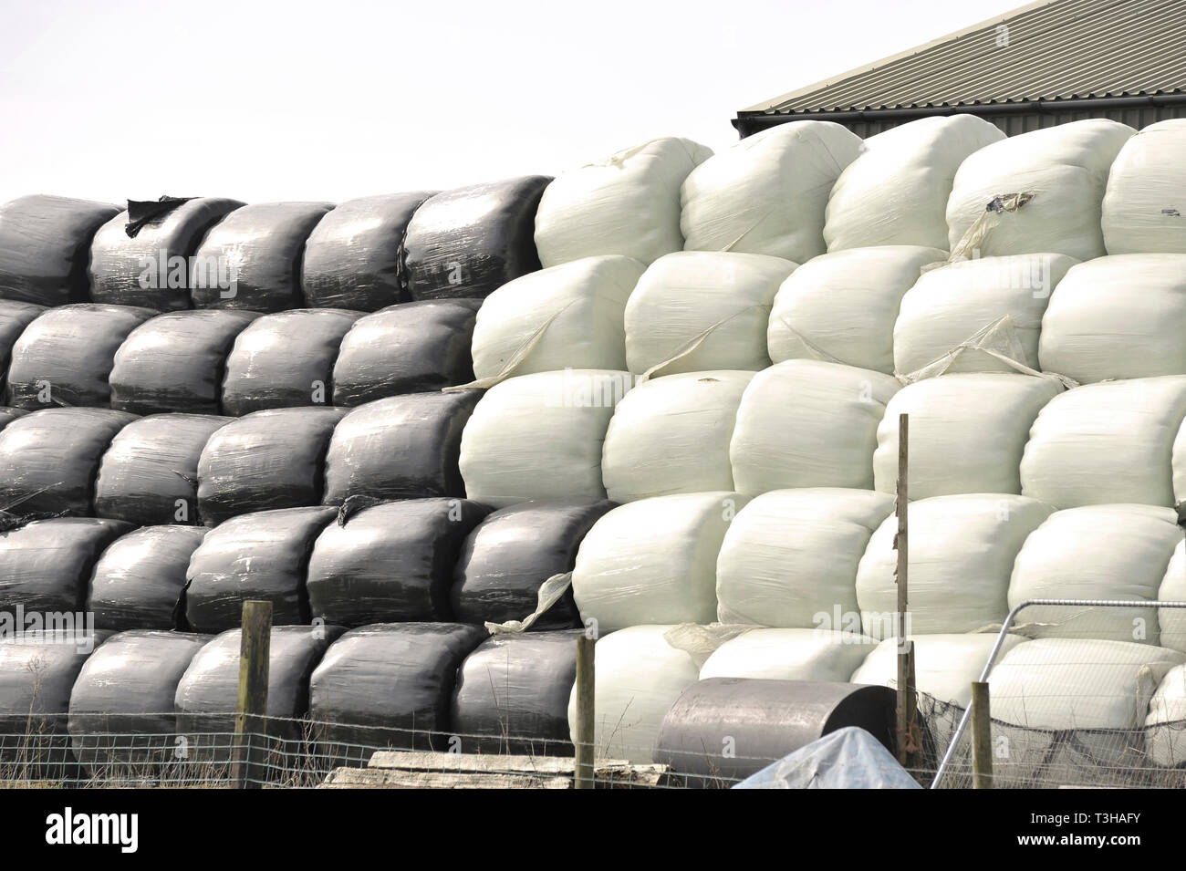 In inverno il fieno avvolto in plastica nera e bianca sacchetti di plastica impilate in campo di fattoria Foto Stock
